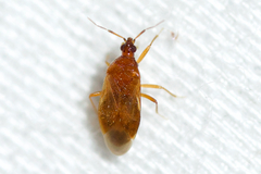 Amphiareus obscuriceps