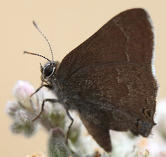 Satyrium tetra