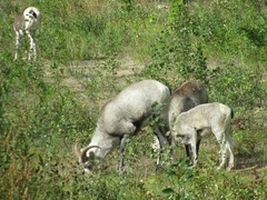 Ovis dalli stonei