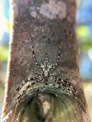 Tamopsis brisbanensis