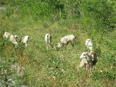 Ovis dalli stonei