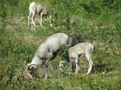 Ovis dalli stonei