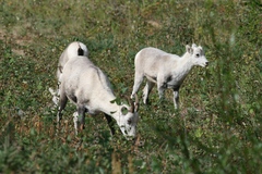 Ovis dalli stonei