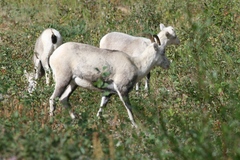 Ovis dalli stonei