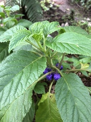 Lobelia physaloides