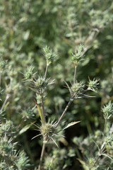 Eryngium petiolatum