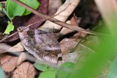 Bastilla amygdalis
