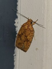 Agonopterix robiniella