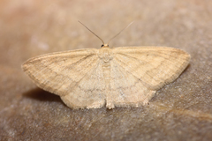 Scopula luteolata