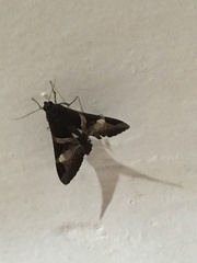 Melipotis fasciolaris