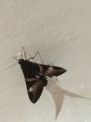 Melipotis fasciolaris