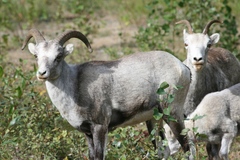 Ovis dalli stonei