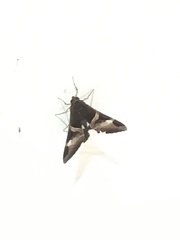 Melipotis fasciolaris