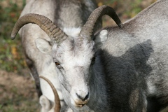 Ovis dalli stonei