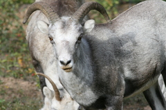 Ovis dalli stonei