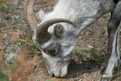 Ovis dalli stonei