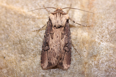 Agrotis volubilis