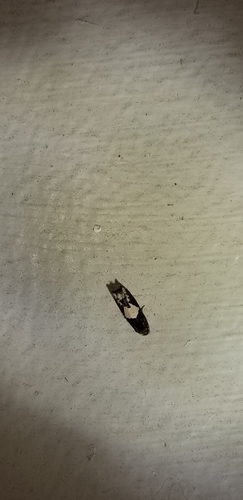 Bidens Borer Moth photo 6
