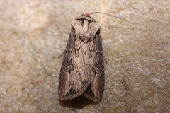 Agrotis volubilis