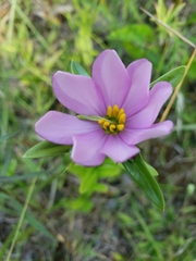 Sabatia capitata