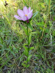 Sabatia capitata
