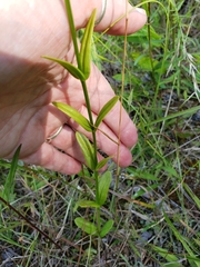Sabatia capitata