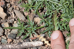 Perideridia californica