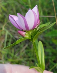 Sabatia capitata