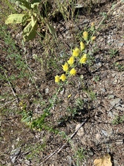 Linaria dalmatica dalmatica