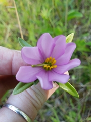 Sabatia capitata