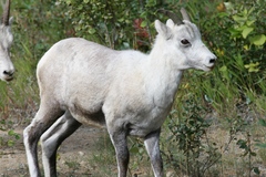 Ovis dalli stonei