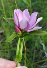 Sabatia capitata