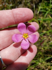 Sabatia brachiata