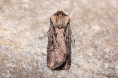 Agrotis volubilis