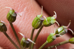 Perideridia californica