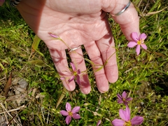 Sabatia brachiata