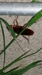 Periplaneta americana