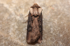 Agrotis volubilis