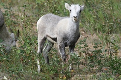 Ovis dalli stonei
