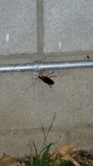 Periplaneta americana