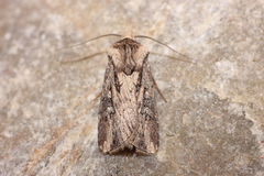 Agrotis volubilis