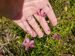 Sabatia brachiata