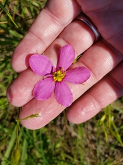 Sabatia brachiata