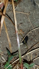 Armadillidium vulgare