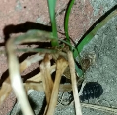Armadillidium vulgare