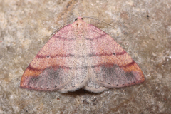 Drepanulatrix carnearia