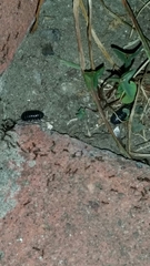 Armadillidium vulgare