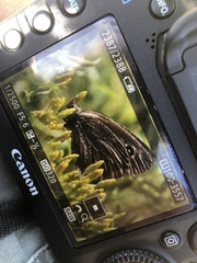 Cercyonis oetus