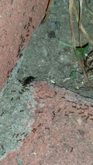 Armadillidium vulgare