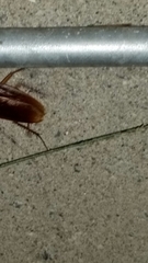 Periplaneta americana
